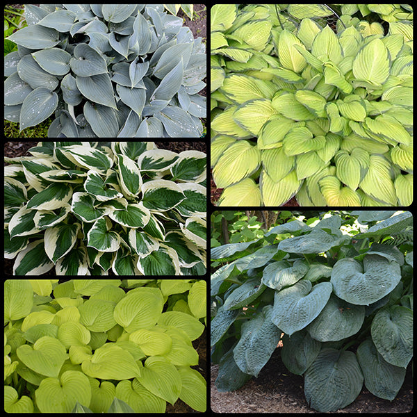 Season Ending Tall Hosta Collection