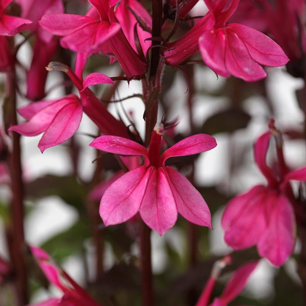 Starship™ Rose Cardinal Flower