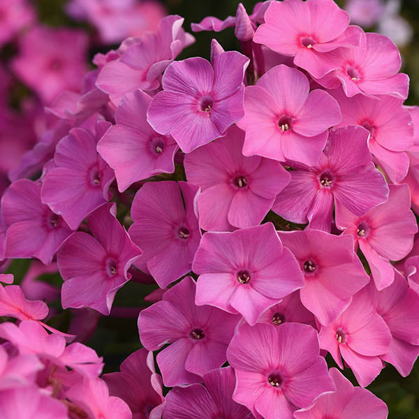 Super Ka-Pow Pink Tall Garden Phlox