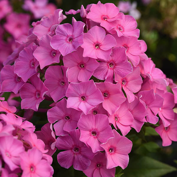 Super Ka-Pow Pink Tall Garden Phlox