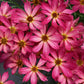 Sweet Tart Coreopsis