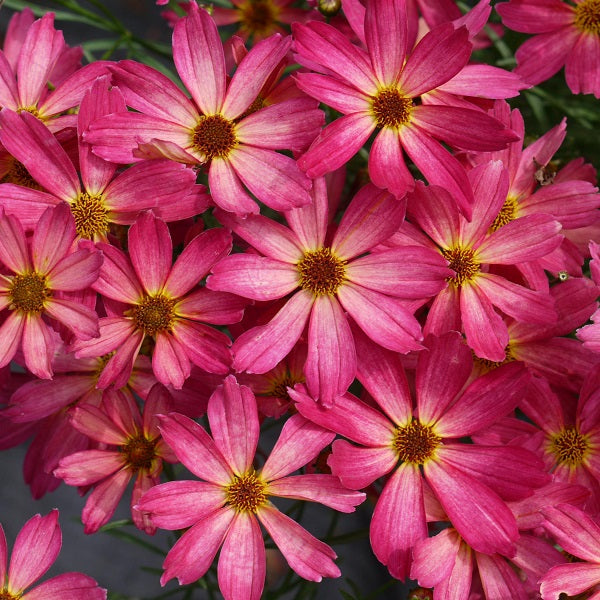 Sweet Tart Coreopsis