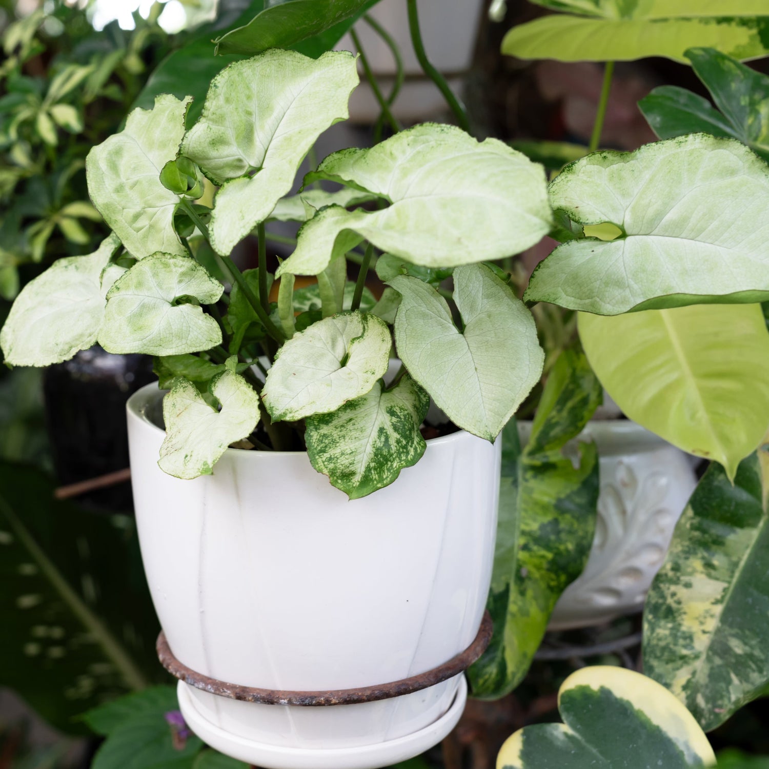 white butterfly house plant White Butterfly Arrowhead Plant – Wild & Son