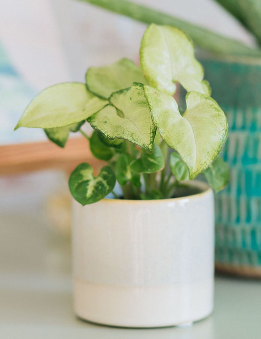 butterfly plant indoor White Butterfly Arrowhead Plant