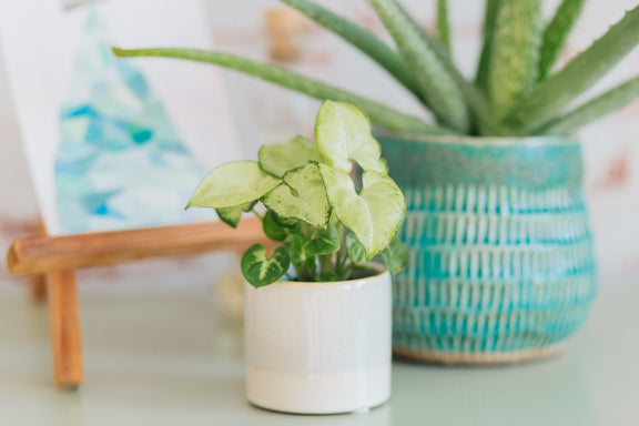 white butterfly plant indoor White Butterfly Arrowhead Plant – Wild & Son