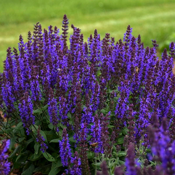 Bumbleblue Salvia