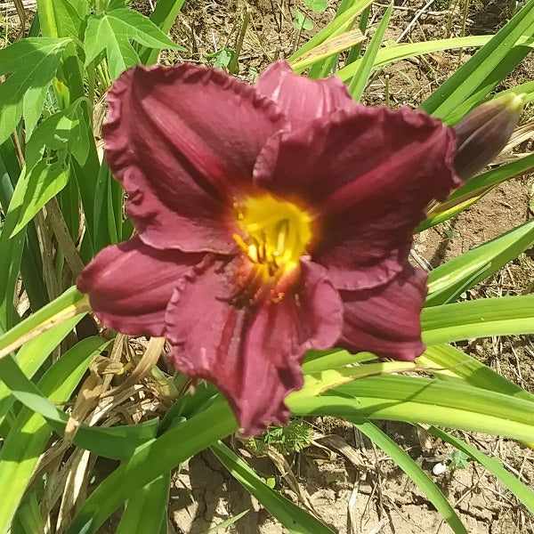 Satinique Daylily