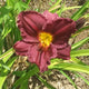 Satinique Daylily - Heritage Collection