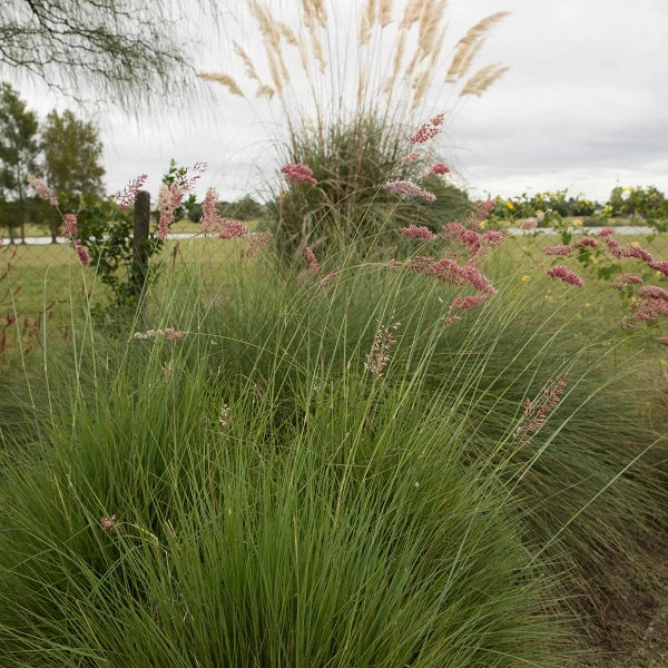 Savannah Ruby Grass