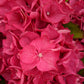 Saxon™ Arizona Hydrangea