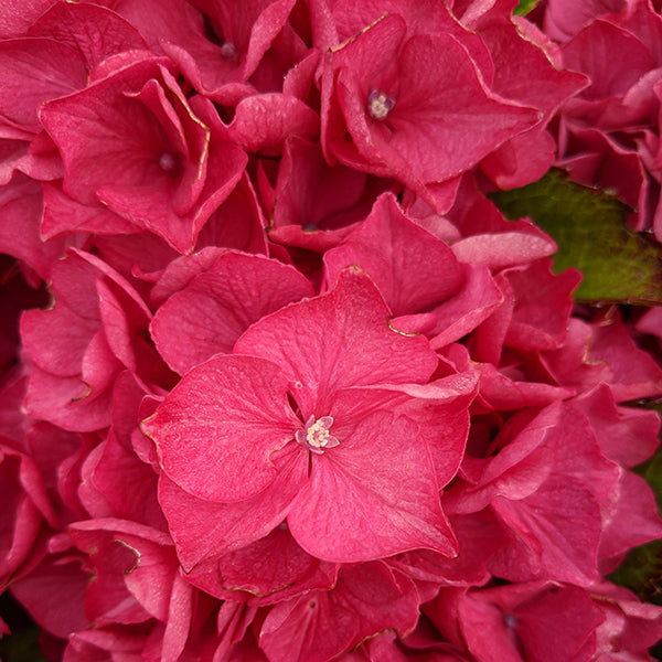 Hydrangea Collection