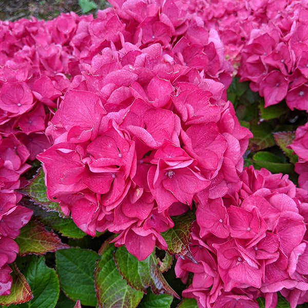 Saxon™ Arizona Hydrangea