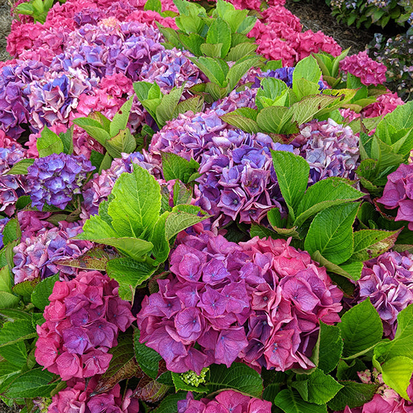 Saxon™ Arizona Hydrangea