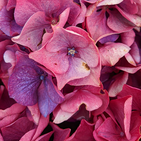 Saxon™ Arizona Hydrangea