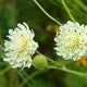 Moon Dance Pincushion Flower