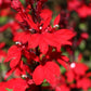 Scarlet Bronze Leaf Cardinal Flower