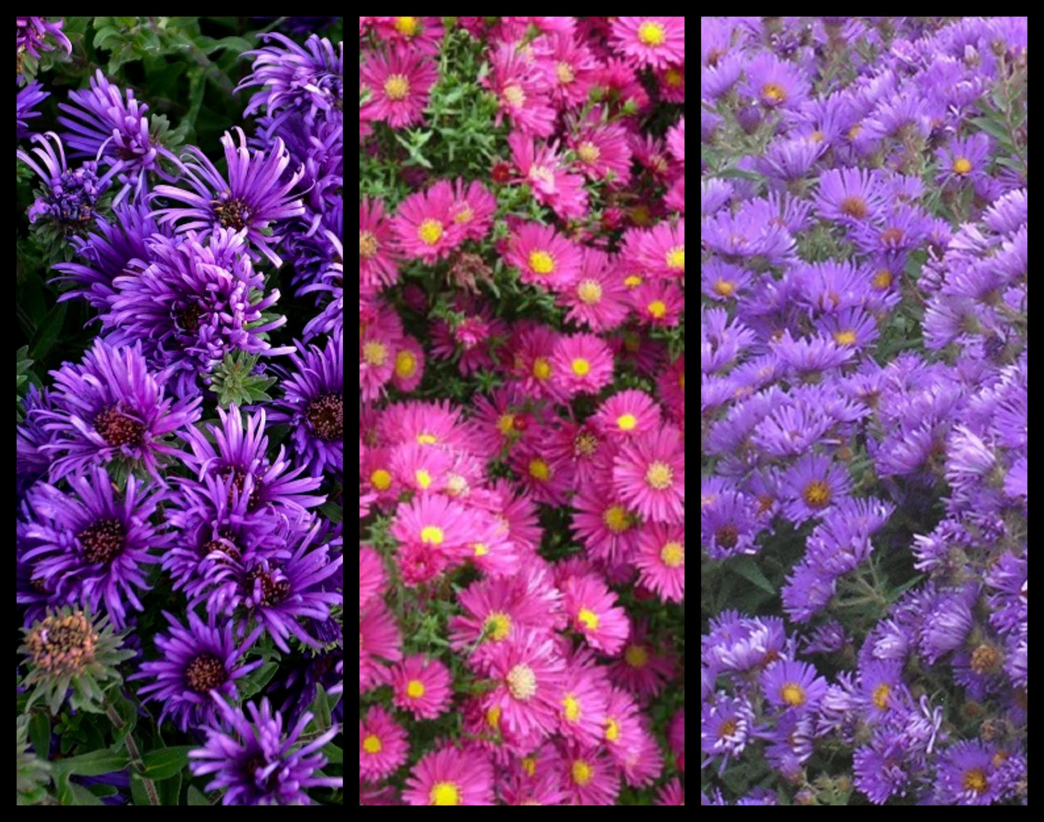 Season Ending Aster Collection