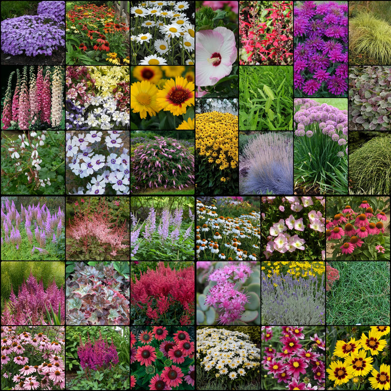 Season Ending Perennials Collection