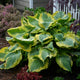 Seducer - Giant Hosta