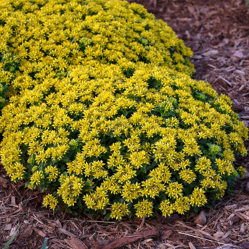 Little Miss Sunshine Sedum