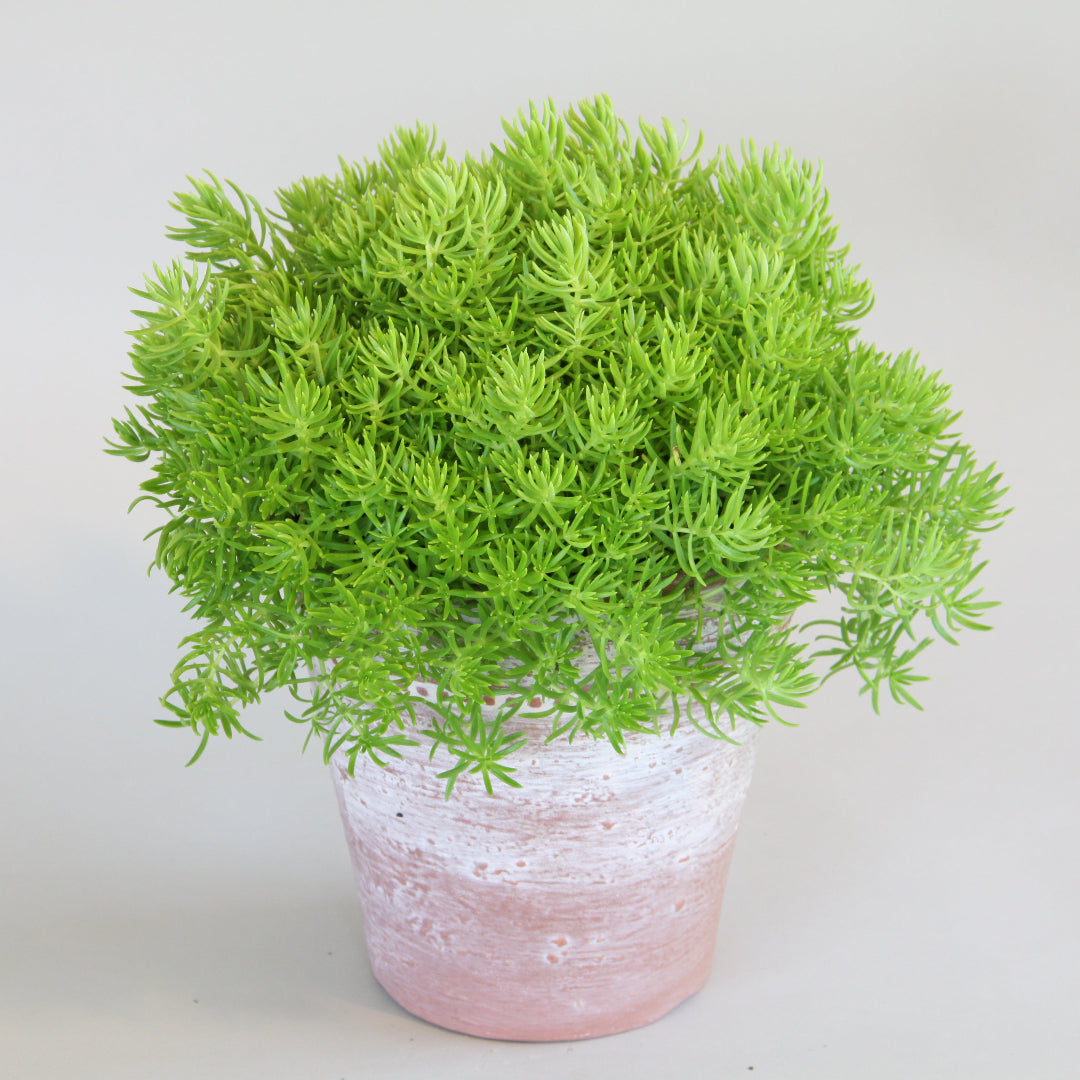 Lemon Ball Sedum