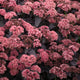 Black Knight Sedum