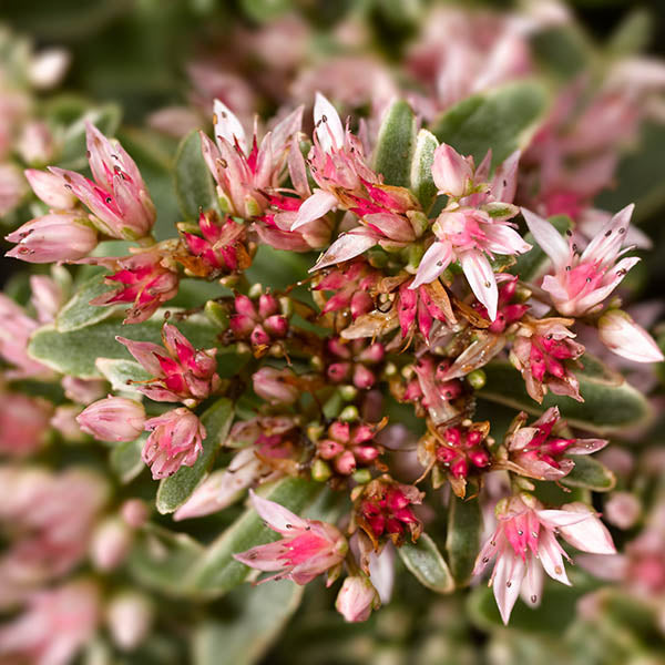 Variegatum Russian Stonecrop