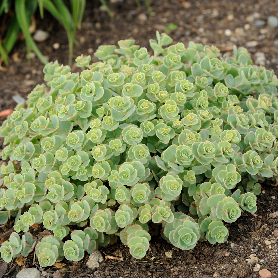 Sieboldii Sedum