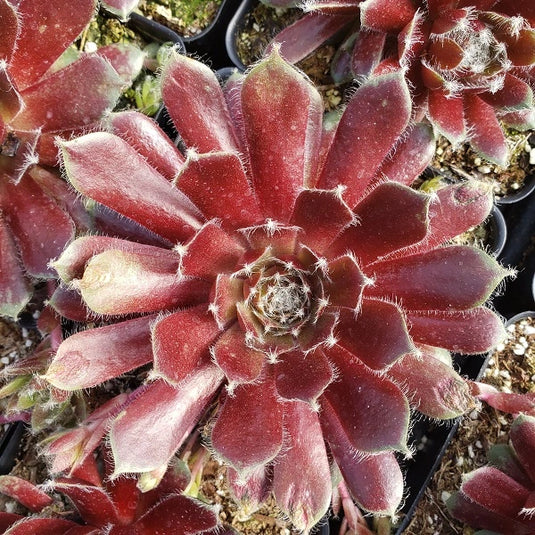 chickadee succulent Jade Rose Hen & Chicks Succulent