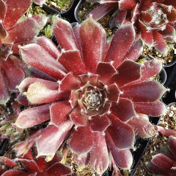 Jade Rose Hen & Chicks