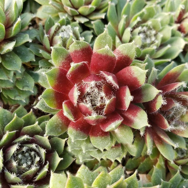 Jade Rose Hen & Chicks