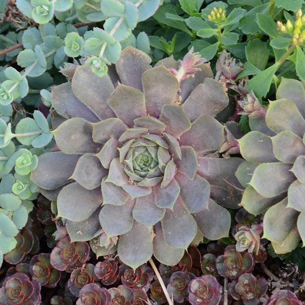 Pacific Blue Ice Hen & Chicks