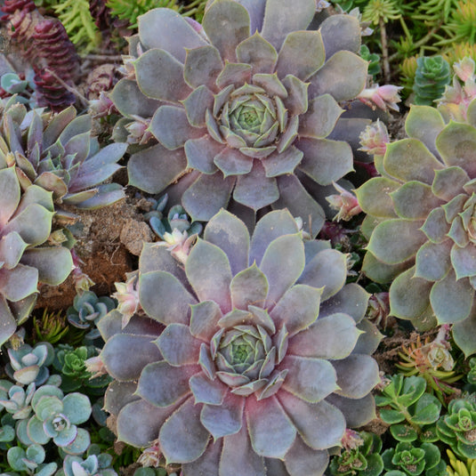 pacific blue ice succulent Pacific Blue Ice Hen & Chicks Succulent