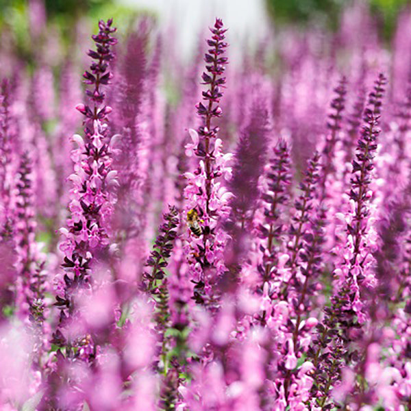 Sensation® Medium Deep Rose Salvia