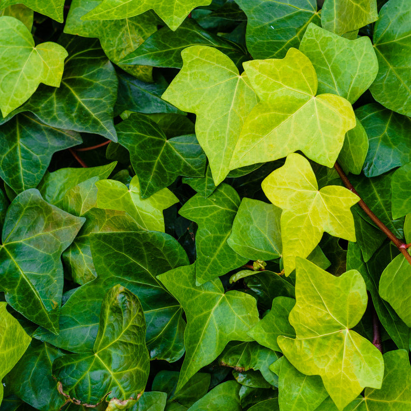 Shamrock English Ivy