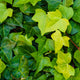 Shamrock English Ivy