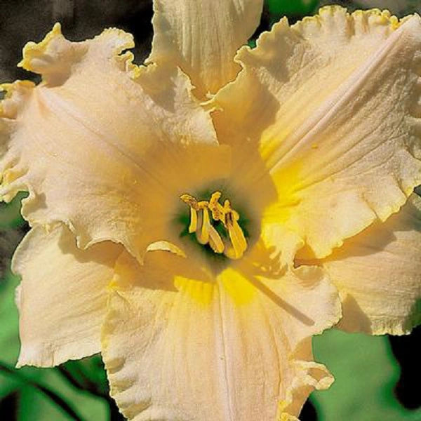 She's A Lady - Daylily