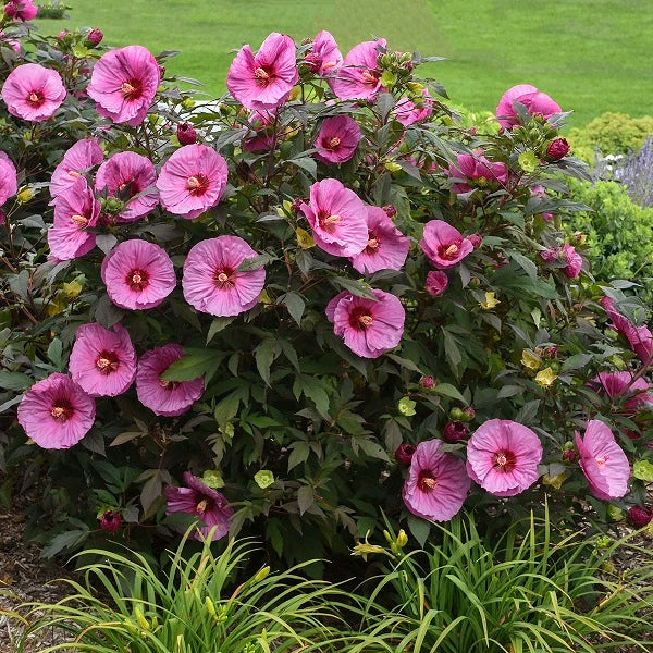 Berry Awesome Hibiscus