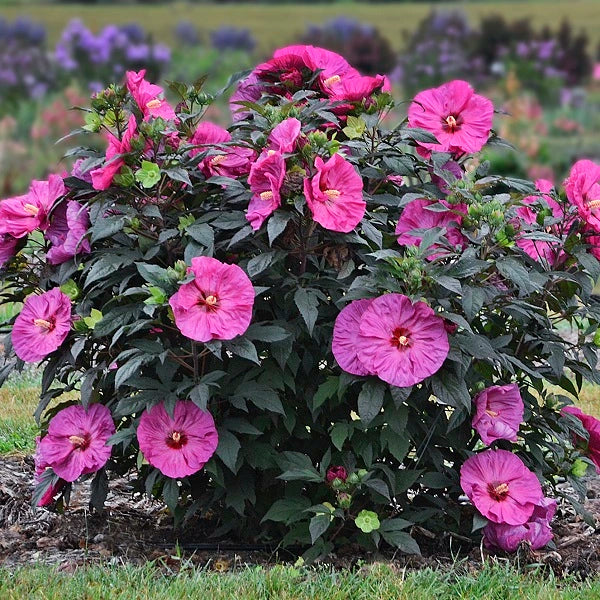 Berry Awesome Hibiscus