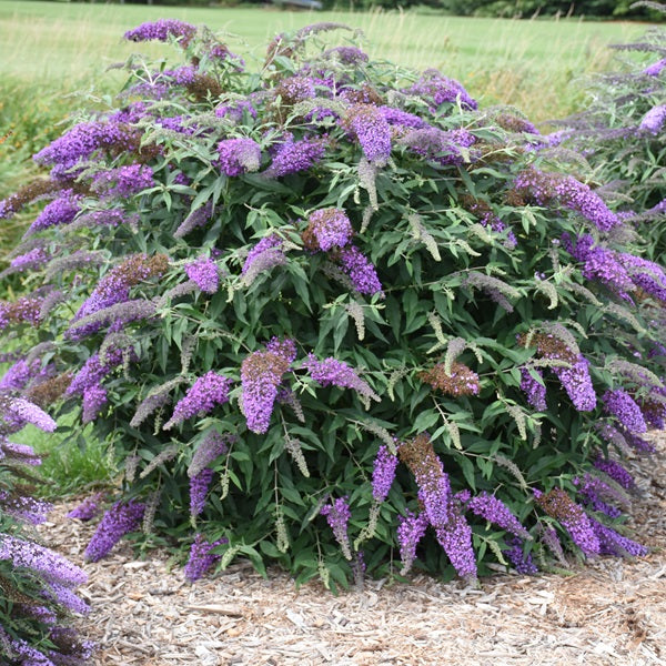 Violet Cascade Butterfly Bush