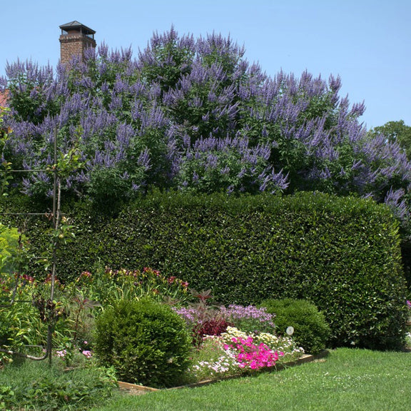 lavender chaste tree Chaste Tree – Wild & Son