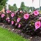 Edge Of Night Hibiscus