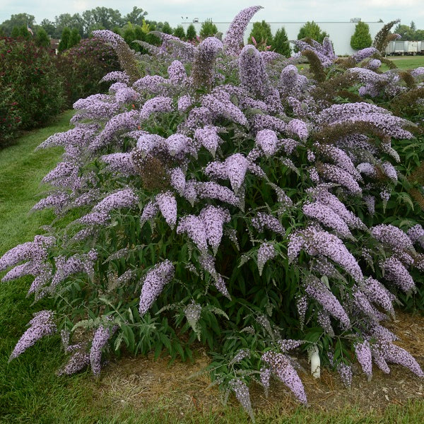 Butterfly Bush