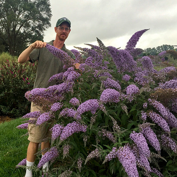 Grand Cascade Butterfly Bush