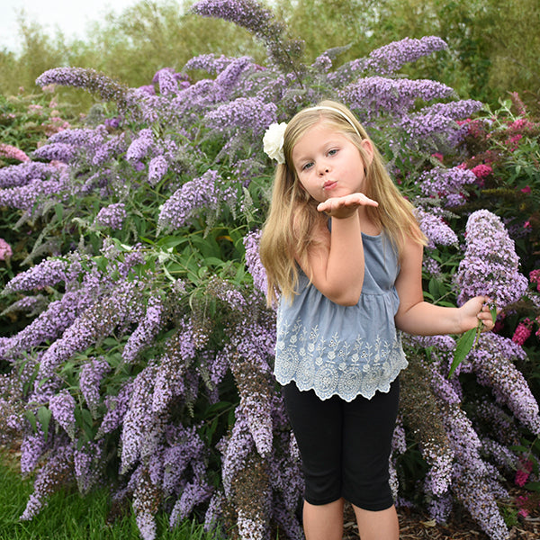 Grand Cascade Butterfly Bush