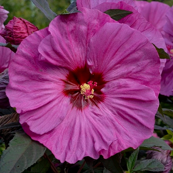 Berry Awesome Hibiscus