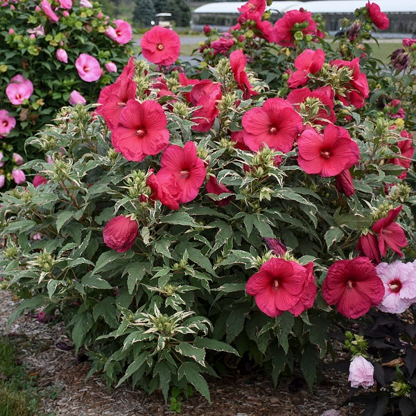 Summer Carnival Hibiscus