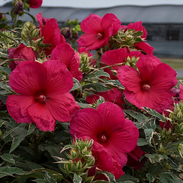 Summer Carnival Hibiscus