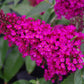 Hot Raspberry Buzz™ Butterfly Bush