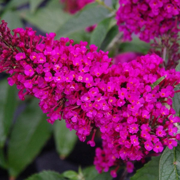 Hot Raspberry Buzz™ Butterfly Bush